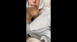 Chihuahua Wants To Sleep In Shirt