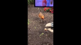 Fresh Fast Food