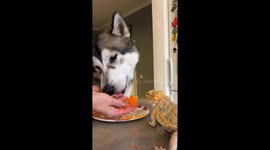 Malamute And Bearded Dragon Share Dinner