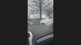 Realistic Eye In Tree Stops Family