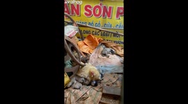 Hen Sits On Puppy Litter