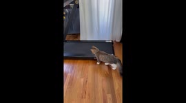 Cat Discovers Treadmill