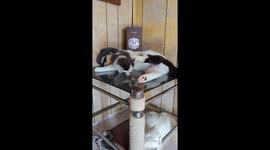 Sleeping Bandit Cat Kicks Snuggly Kitten