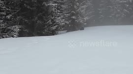 While hiking in the Carpathian Mountains near Mount Kostrycha in early March, a rare encounter with a capercaillie took an unexpected turn. The bird initially retreated but soon turned around, displaying defensive behavior and even attempting to charge at