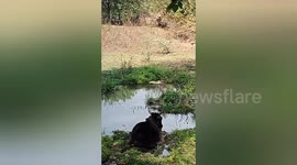 Social organisation rescued a cow drowning after falling into a drain Shahdol, Madhya Pradesh