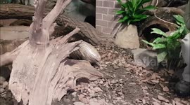 Austria: Endangered Pangolins to Join Oldest Zoo in the World