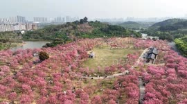 China: Tourists Enjoy Cherry Blossoms in Nanning