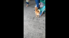 Dog unknowingly carries lollipop stick on its balls in Tecuala, Mexico