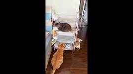 Cats enjoy their bunker bed in Guangdong, China