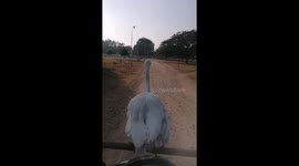 Bird rescued by man in Mandalay rides on his motorcycle