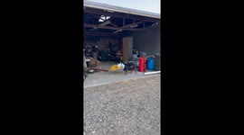 Finnegan The Goat Empties The Bag