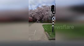 Netherlands: Spring Brings Stunning Japanese Cherry Blossoms Near Amsterdam