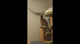 Cat Gets Stuck Playing In Wall-Mounted Furniture