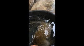 Monkey Bathes In Bucket Of Water
