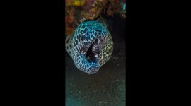 Moray Eel Coughs Out Cleaner Shrimp