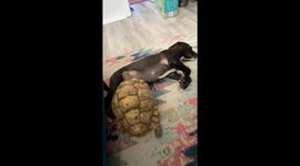 Tortoise Attempts Climb Over Dog Brother