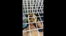 Puppy falls asleep in food bowl and wakes up sitting inside in Bataan, Philippines