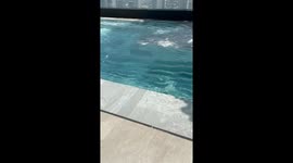 Infinity pool spills during earthquake in Bangkok, Thailand