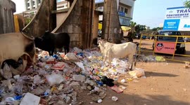 A big calf drinks milk from.another cow as other cows feast on the garbage in Margao city in the Indian state of Goa
