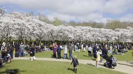People enjoy the stunning Cherry Blossoms in Amstelveen, Netherlands