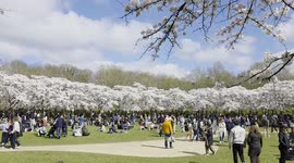 Families enjoy the stunning Cherry Blossoms in Amstelveen, Netherlands