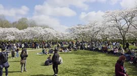 Families enjoy the stunning Cherry Blossoms in Amstelveen, Netherlands on a sunny day