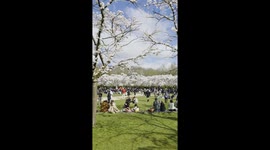 Stunning Cherry Blossoms in Amstelveen near Amsterdam, Netherlands