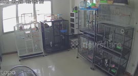 Bird cages shake as earthquake hits Bangkok, Thailand