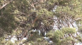 US, Los Angeles: Lancaster High Speed Pursuit Suspect Barricades In Tree