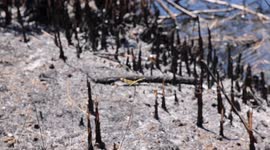Florida Wildfires 2025: Monroe County Fire 2