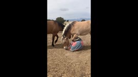 Horse Ball Yoga