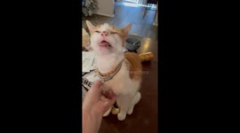 Anyone Else’s Cat Have a Lick Button?