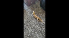 Bearded Dragon decides to establish dominance over cat by running up on him