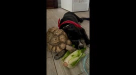 Tortoise and Dog Share a Meal
