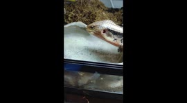 5 year old blue tongue skink lizard bobs for blueberries in water, for fun and enrichment!