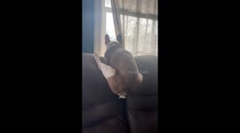 Louie Has a Funny Way of Staring Out the Window