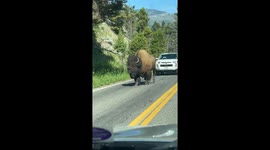 Bison walks in the middle of the road, causing traffic in Wyoming, USA