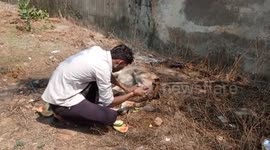 Social organisation given necessary treatment mother cow was lying in the sun in a dying condition in Shahdol, Madhya Pradesh