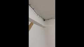 Bat flies in circles inside a room after being disturbed in Neuquen, Argentina