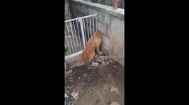 Hapless pet dog found with head stuck in garden wall