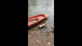 Resident rescues pet cat stranded on muddy riverbank