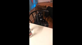 Cat looks disgusted after spaghetti noodle lands on its face in Kansas, USA