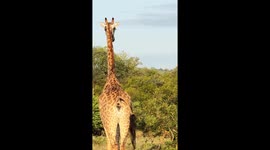 Bird feeds on giraffe poop in Limpopo, South Africa