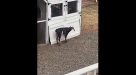 Goat bleats loudly in the rain in Summerville, South Carolina