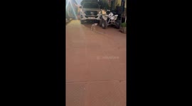 Baby lamb jumps around energetically in Moorreesburg, South Africa