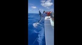 Angler loses cap while freeing hooked black marlin in Exmouth, Australia