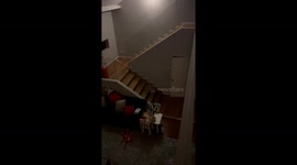 Fluffy dog takes his time, melts hearts on the stairs