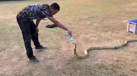 Rescue team treats injured king cobra shot with BB gun