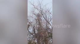 Bee hunter suffers instant karma after burning nest... then getting stuck on top of tree
