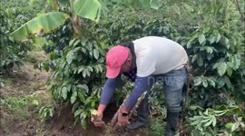 Man loses balance while pulling a plant in Bruselas, Colombia